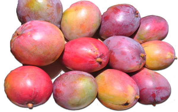 Mangos Maduros Kent