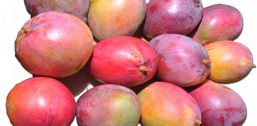 Mangos Maduros Kent