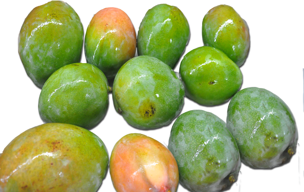 Mangos verdes Kent