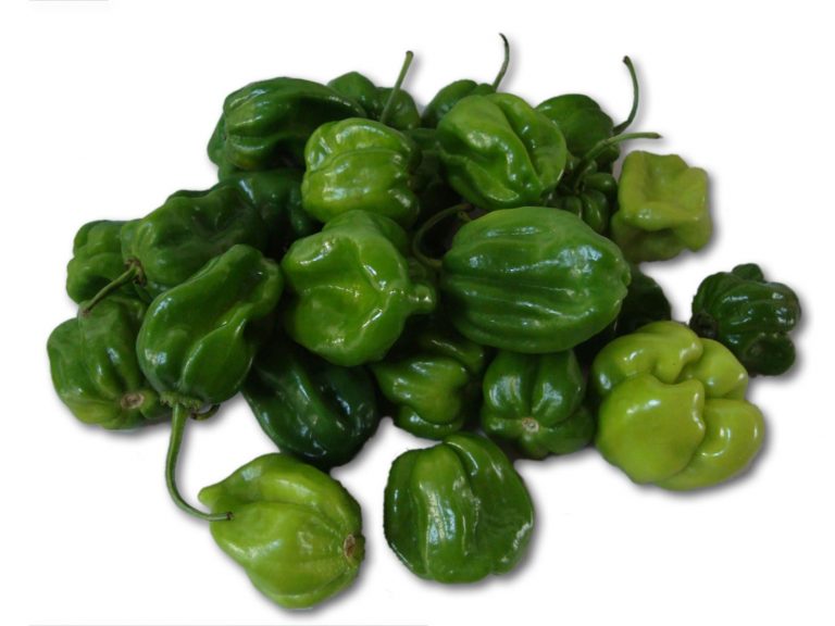 41green_jamaican_pepper ADEXVO