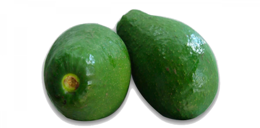 Aguacate Semil 34