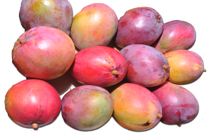 Mangos Maduros Kent