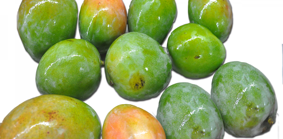 Mangos verdes Kent