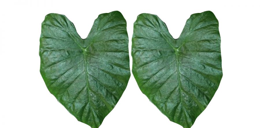Hojas de yautia