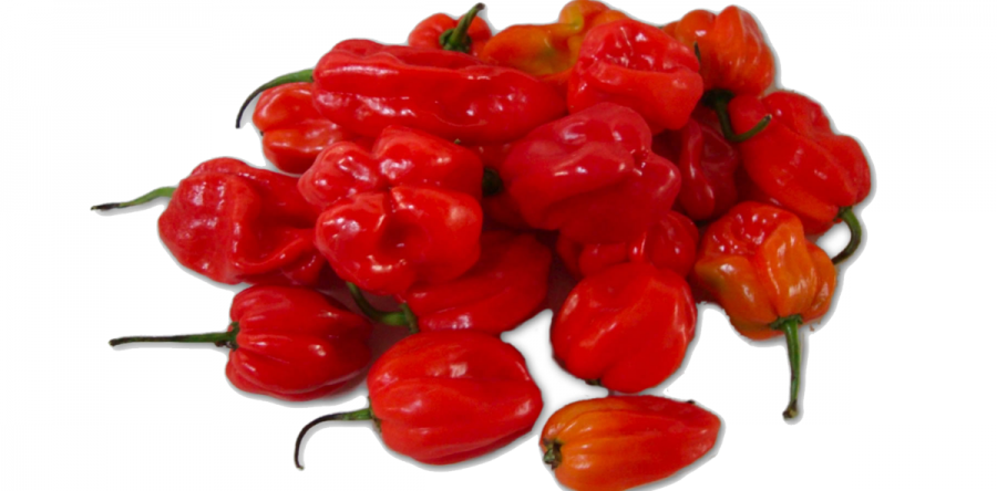Ajies Habanero o Jamaiquino rojo