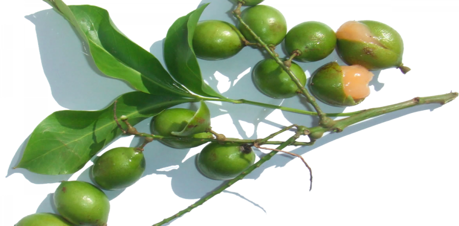 Limoncillo o Quenepa