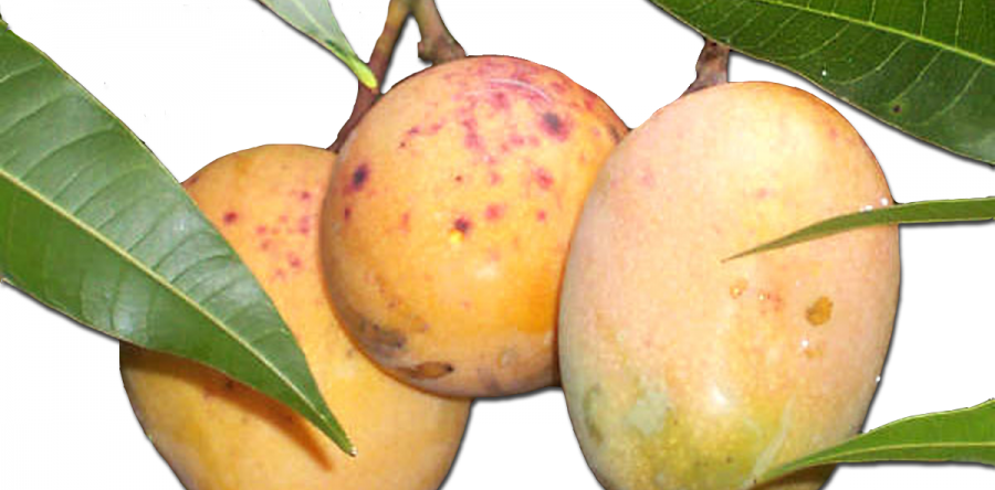 Mango Maduro Banilejo