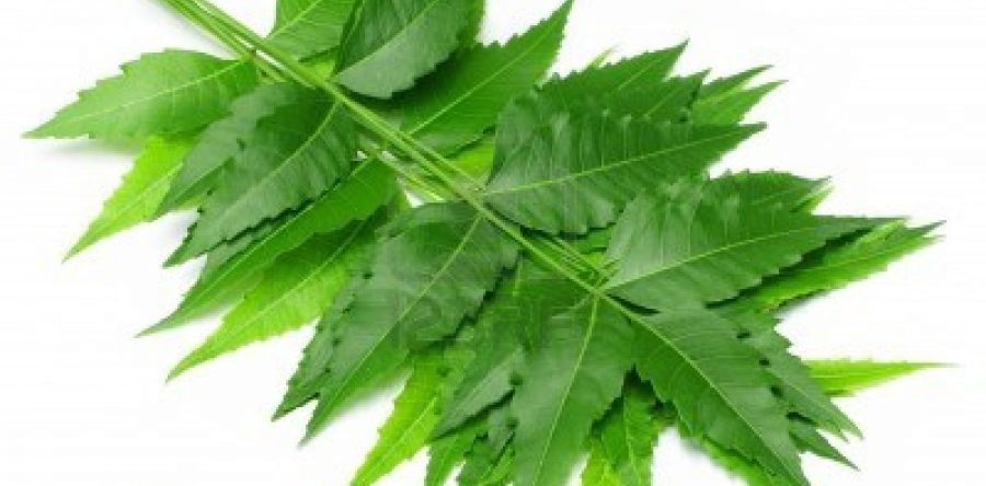 Hojas de neem