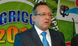 Lluvias dañan 500 tareas de plátanos y 150 de maíz